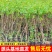 【基地直发】山楂树苗嫁接无核大果甜红子大金星山楂果树庭院耐寒