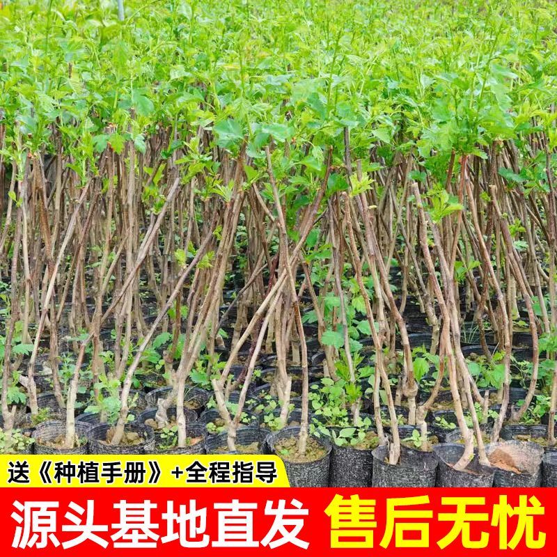 【基地直发】山楂树苗嫁接无核大果甜红子大金星山楂果树庭院耐寒