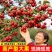 【基地直发】山楂树苗嫁接无核大果甜红子大金星山楂果树庭院耐寒