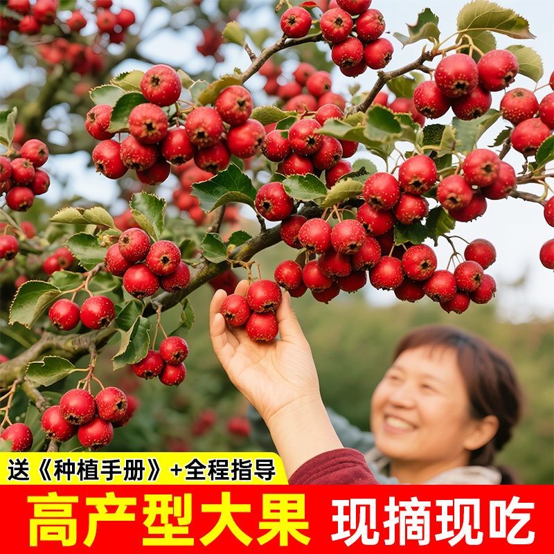 【基地直发】山楂树苗嫁接无核大果甜红子大金星山楂果树庭院耐寒