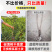 【基地直发】山楂树苗嫁接无核大果甜红子大金星山楂果树庭院耐寒