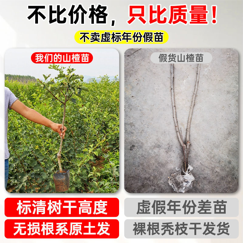 【基地直发】山楂树苗嫁接无核大果甜红子大金星山楂果树庭院耐寒