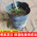 【基地直发】山楂树苗嫁接无核大果甜红子大金星山楂果树庭院耐寒