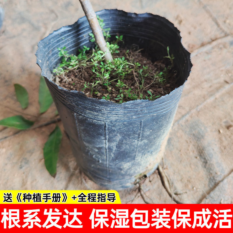 【基地直发】山楂树苗嫁接无核大果甜红子大金星山楂果树庭院耐寒