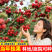【基地直发】山楂树苗嫁接无核大果甜红子大金星山楂果树庭院耐寒