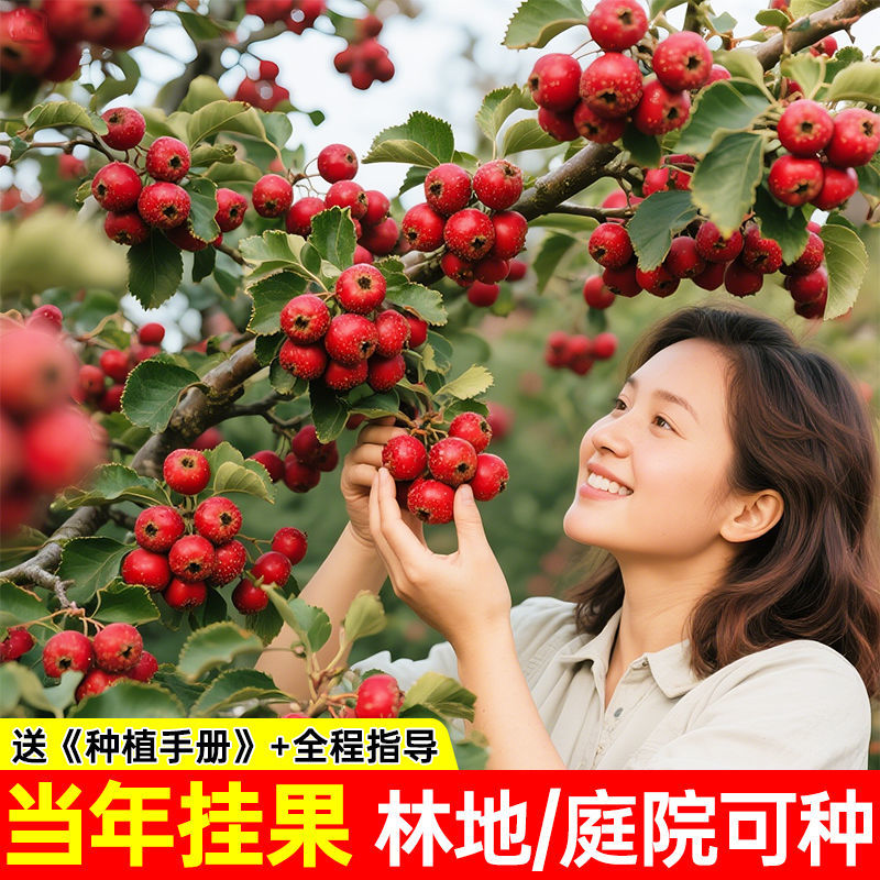 【基地直发】山楂树苗嫁接无核大果甜红子大金星山楂果树庭院耐寒