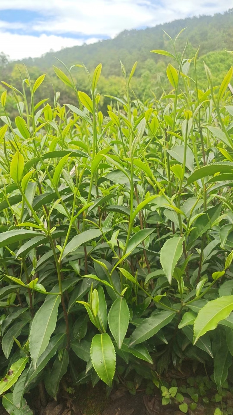 茶树苗