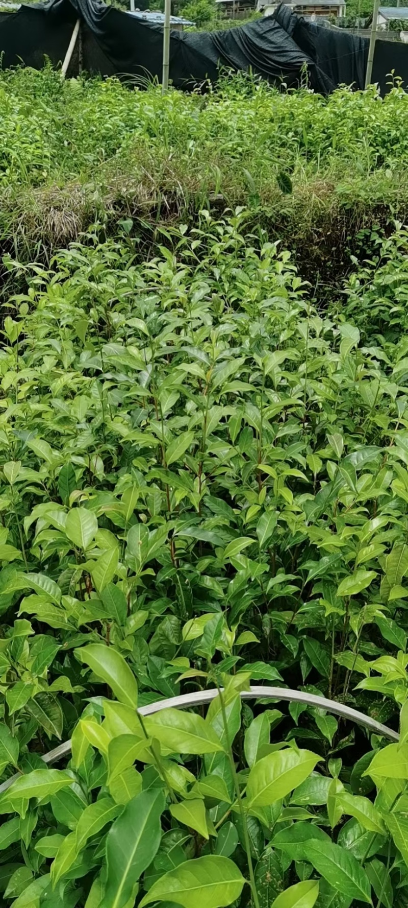 茶树苗