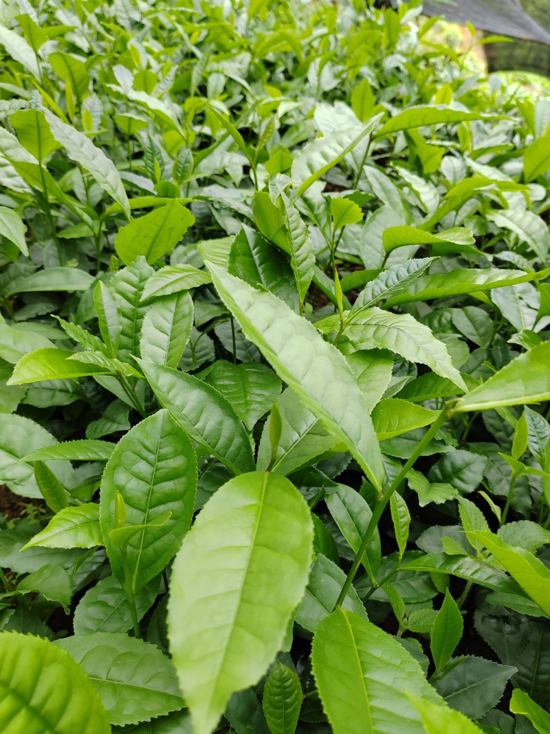 茶树苗
