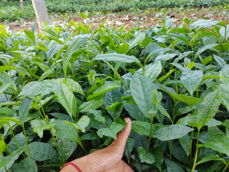 茶树苗