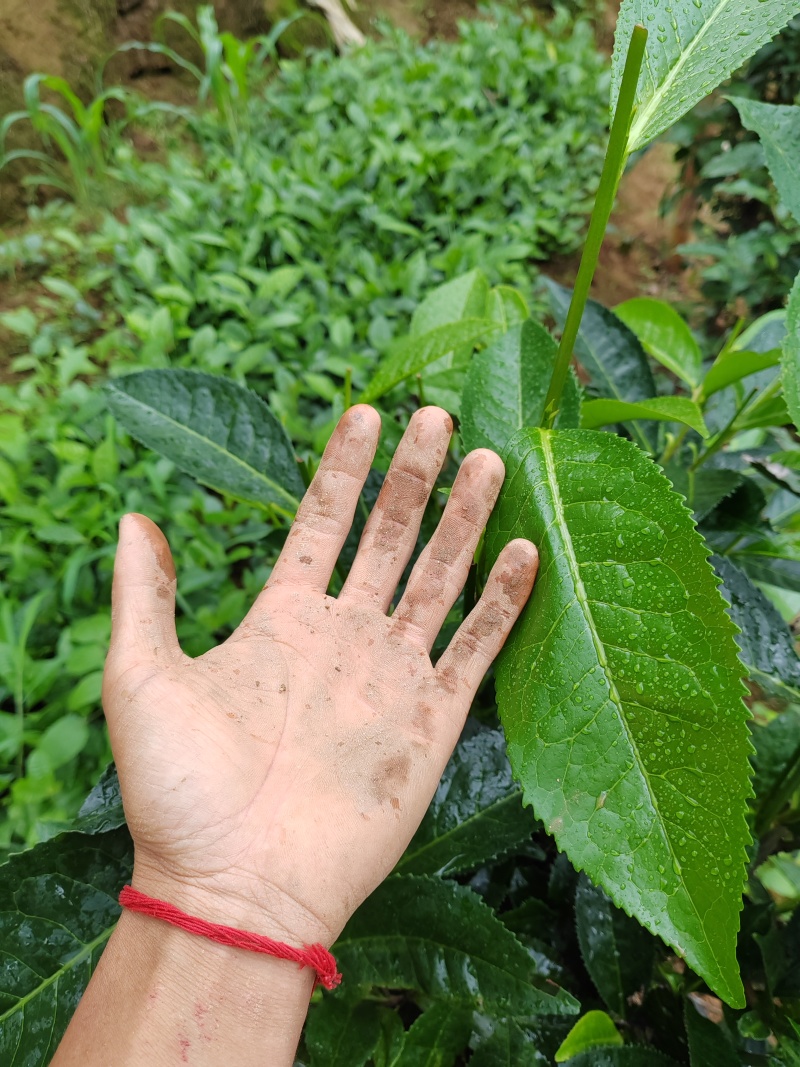 茶树苗
