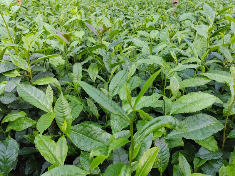 茶树苗