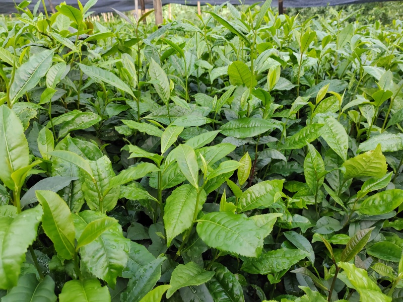 茶树苗