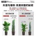 天堂鸟绿植大盆栽植物客厅懒人大型绿植室内新房除甲醛鹤望兰