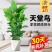 天堂鸟绿植大盆栽植物客厅懒人大型绿植室内新房除甲醛鹤望兰