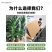 天堂鸟绿植大盆栽植物客厅懒人大型绿植室内新房除甲醛鹤望兰