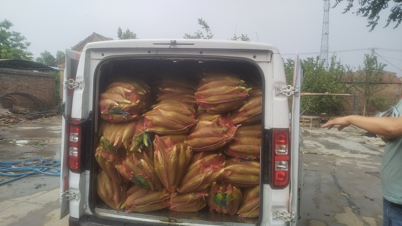 鲜玉米，粘玉米，万诺，甜诺75个头大，颗粒饱，满量大从优