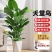 天堂鸟绿植大盆栽植物客厅懒人大型绿植室内新房除甲醛鹤望兰
