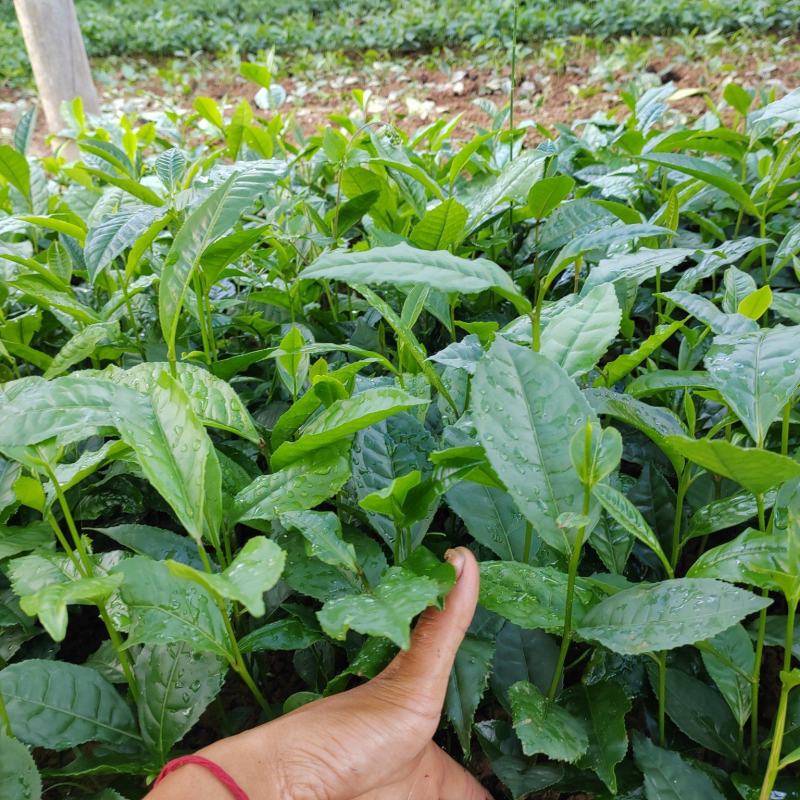 茶树苗