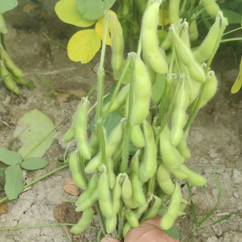 徐州精品毛豆大量上市