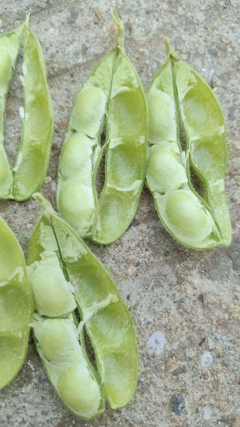 徐州精品毛豆大量上市
