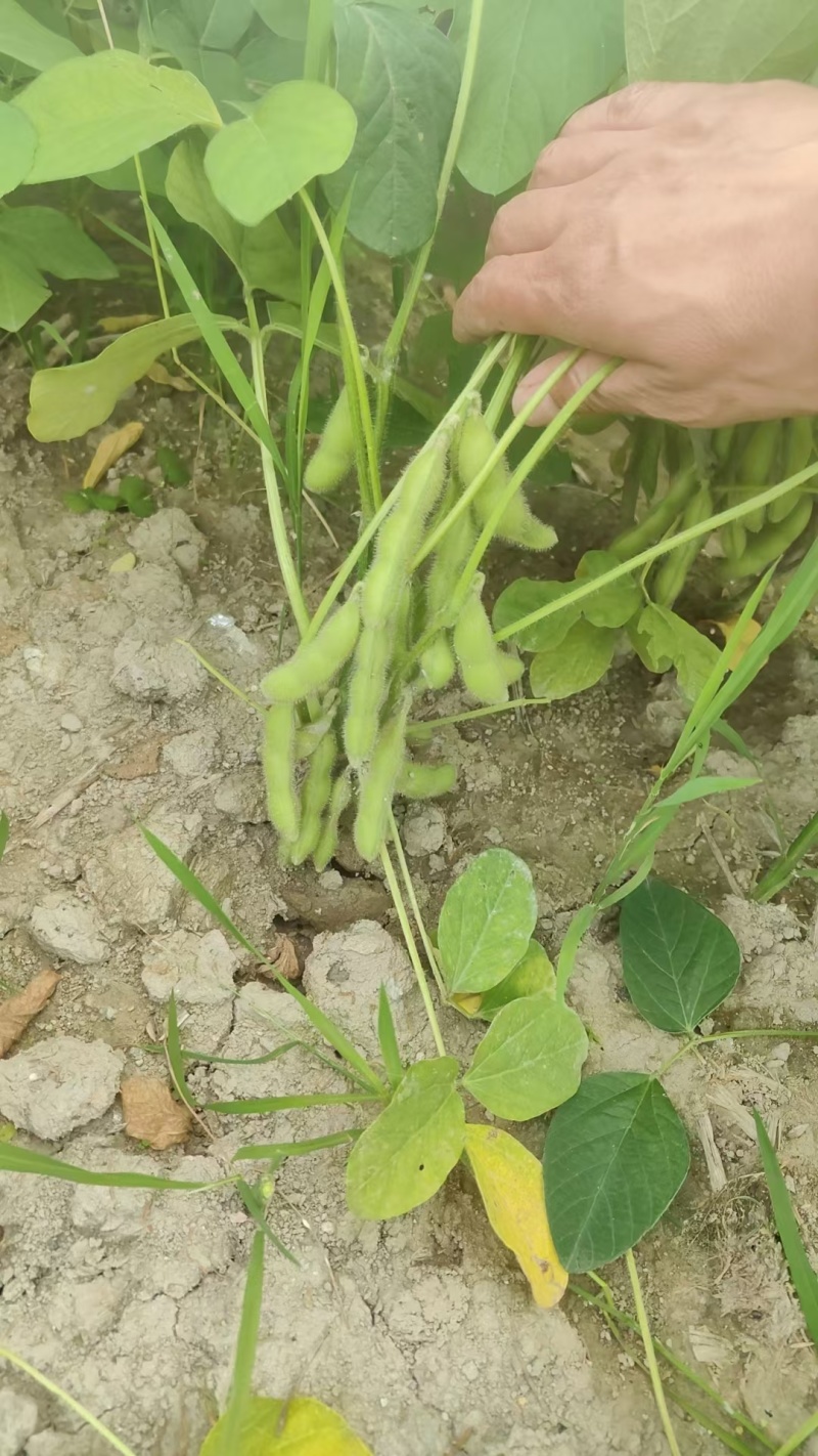 徐州精品毛豆大量上市