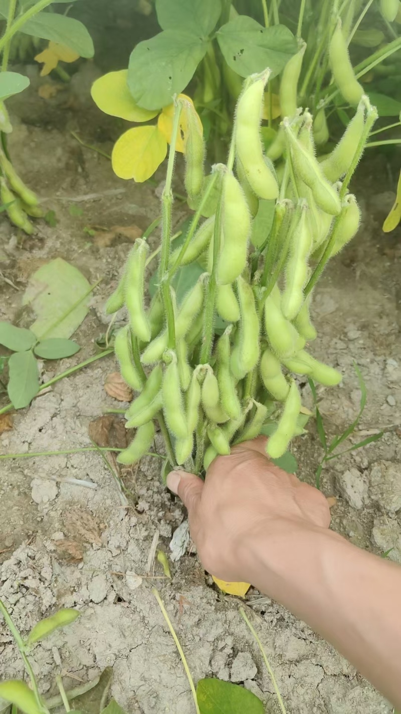 徐州精品毛豆大量上市