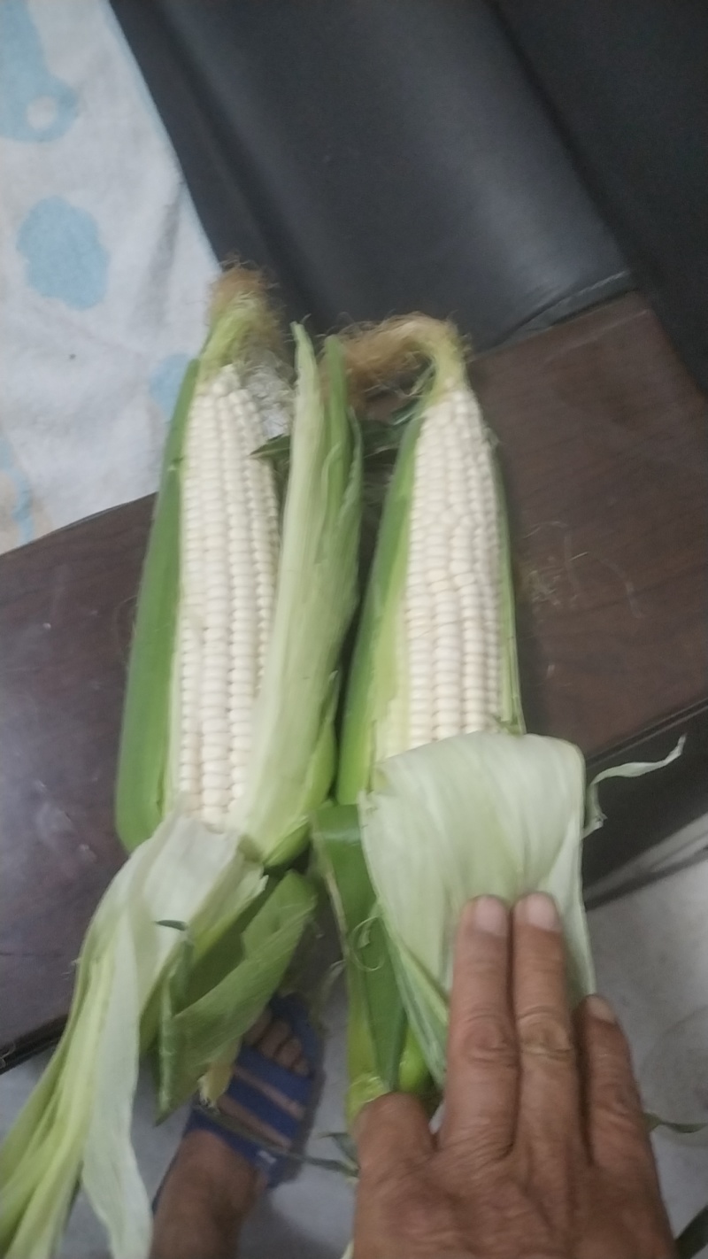 鲜玉米，粘玉米，万诺，甜诺75个头大，颗粒饱，满量大从优