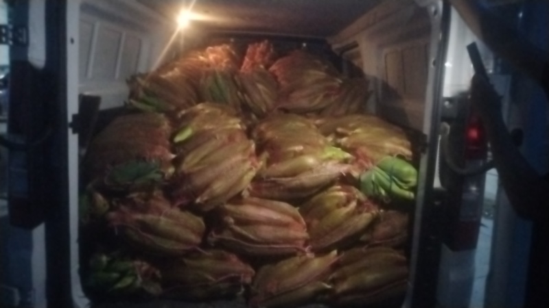 鲜玉米，粘玉米，万诺，甜诺75个头大，颗粒饱，满量大从优