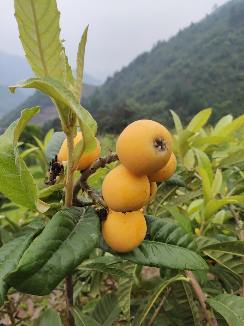 白枇杷新品种枝条，021蜂糖枇杷枝条，六月份成熟。