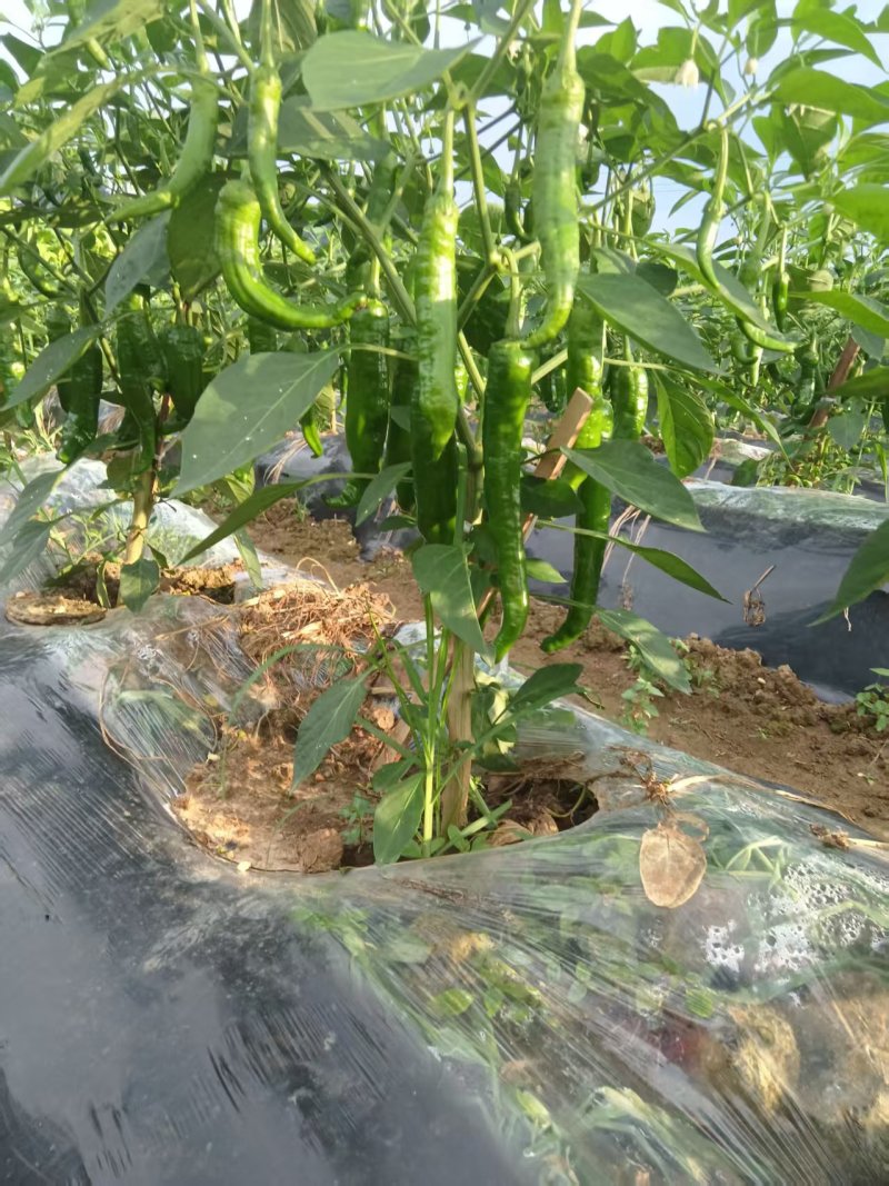 原产地大量供应55号95号2307辣椒
