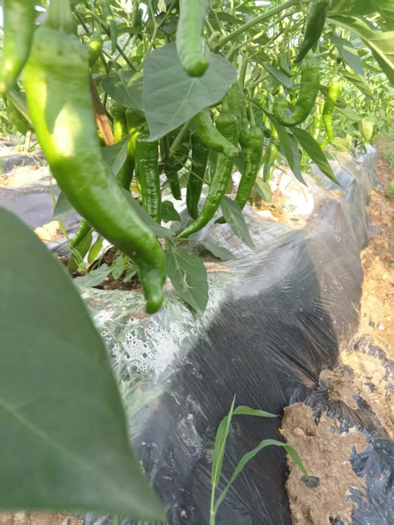 原产地大量供应55号95号2307辣椒