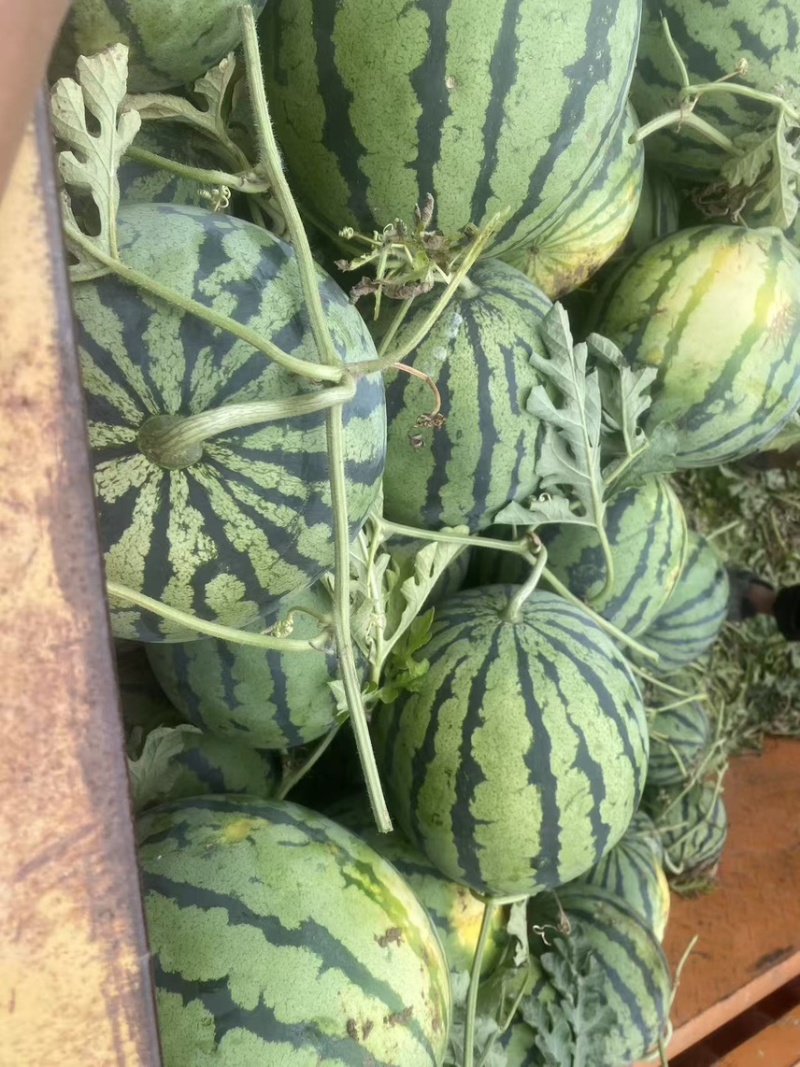 四川绵阳露天美都西瓜