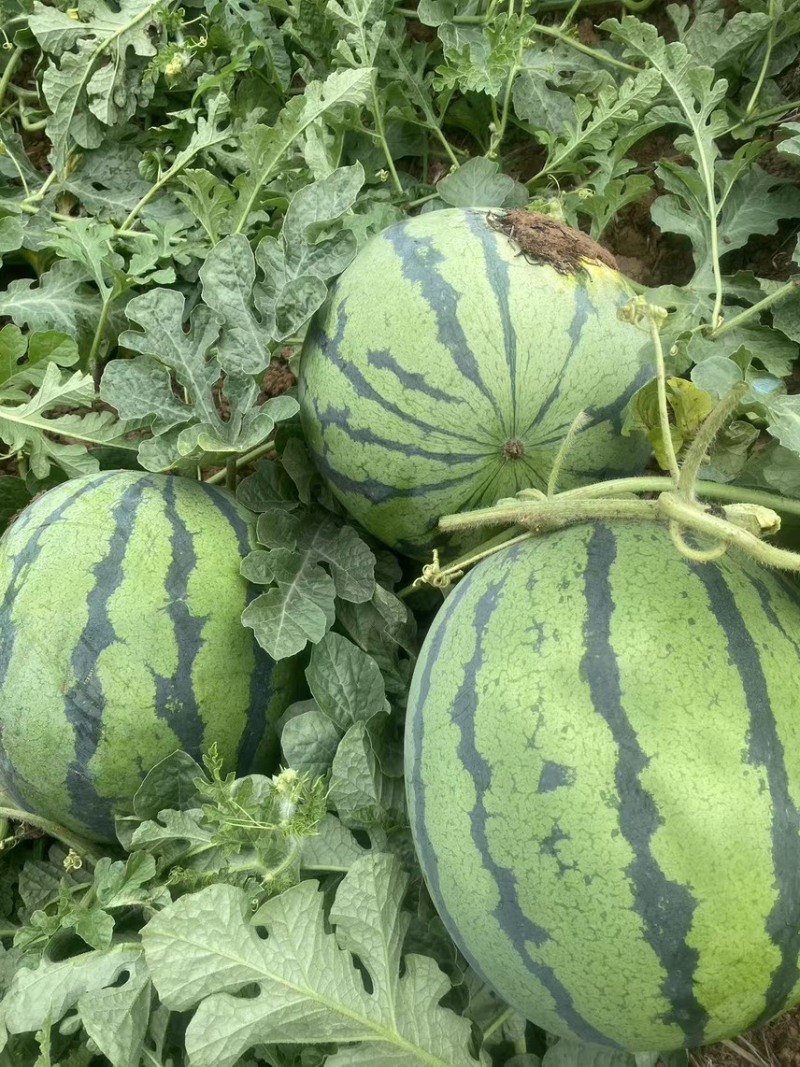 四川绵阳露天美都西瓜