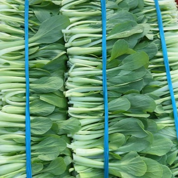 鸡毛菜