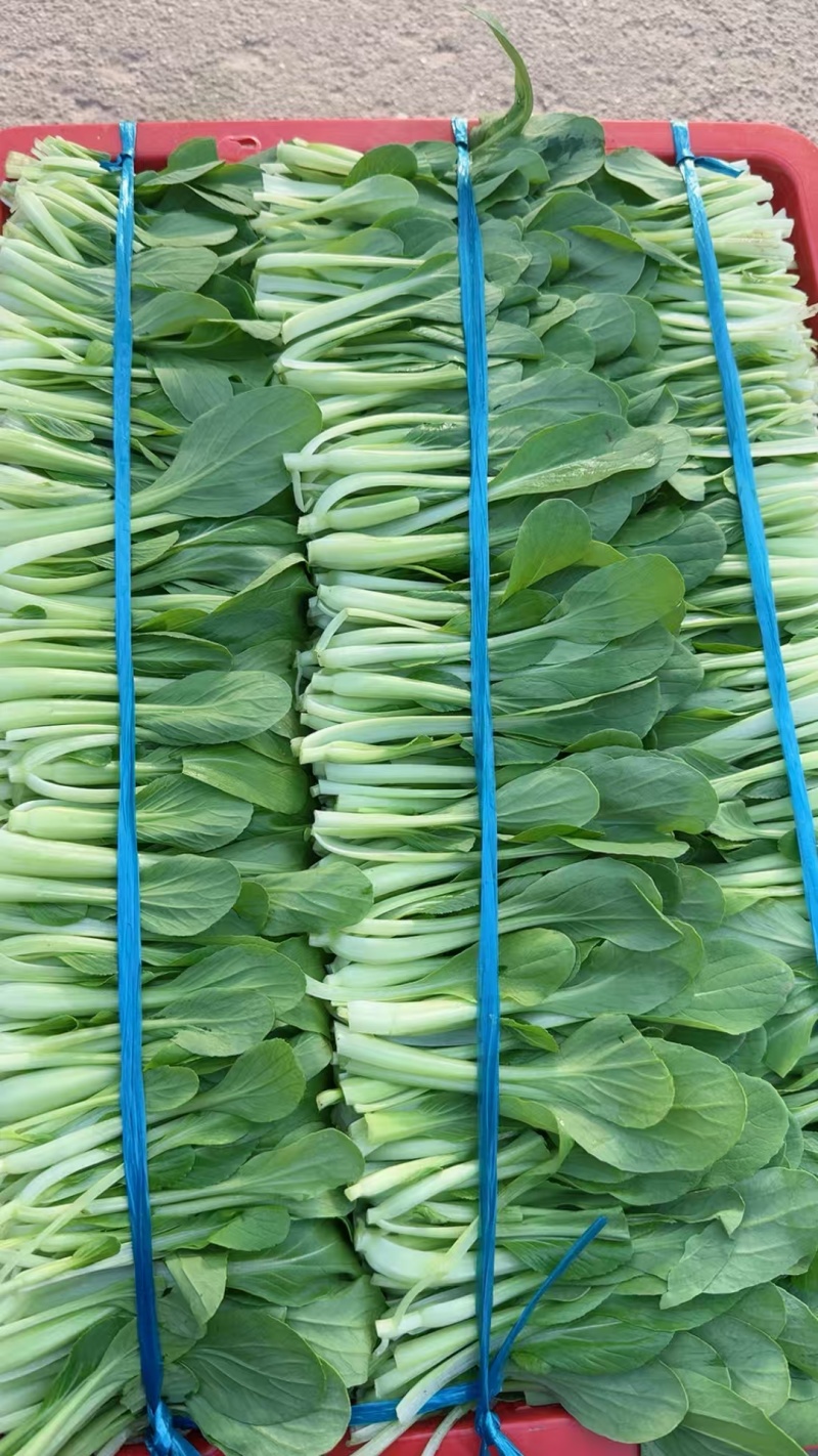 鸡毛菜