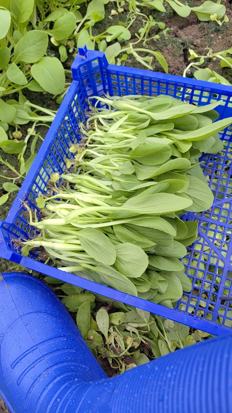 鸡毛菜