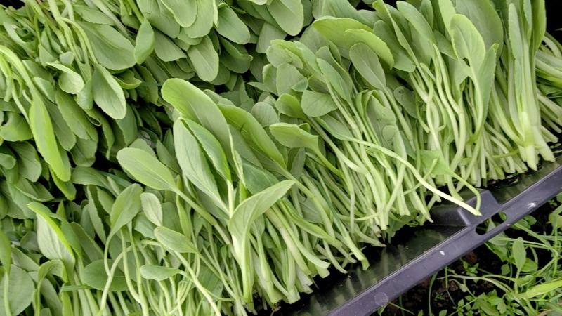 鸡毛菜