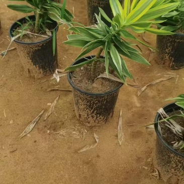 湛江地区，梦幻百合竹小苗产地直供，万亩种植基地大量批发