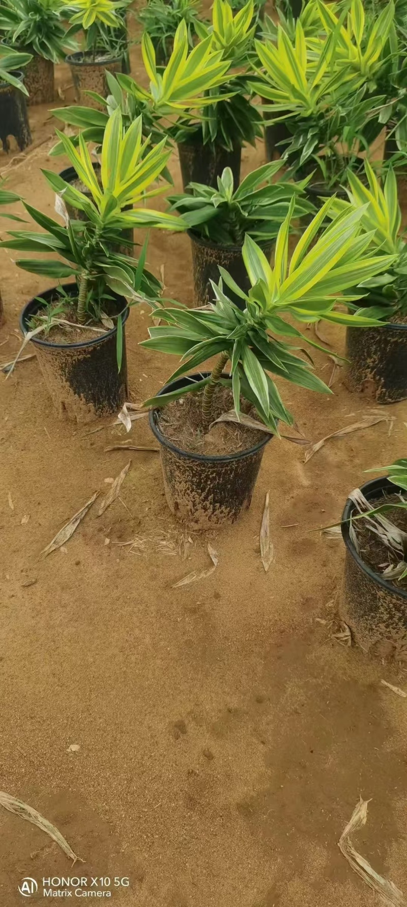湛江地区，梦幻百合竹小苗产地直供，万亩种植基地大量批发