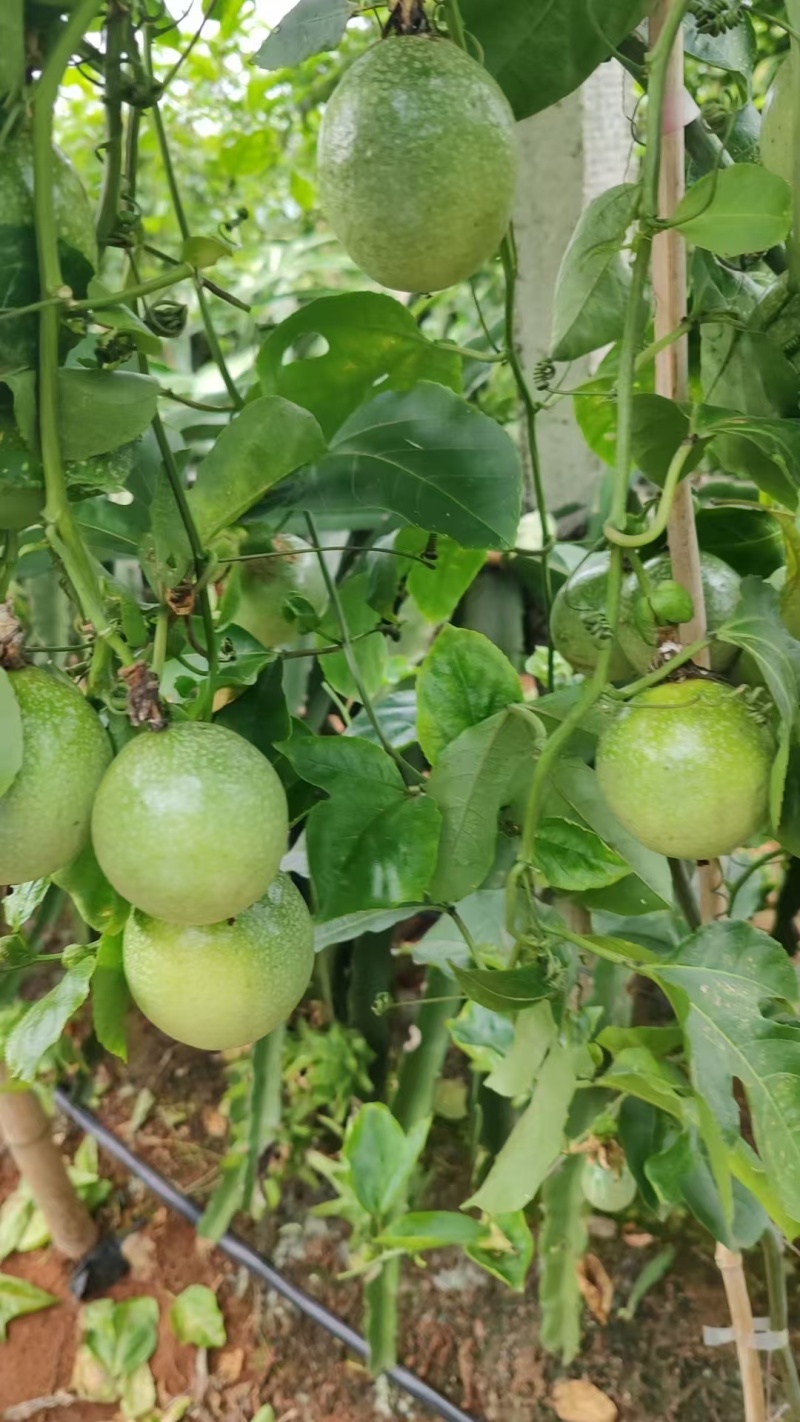 湛江地区百香果大量上市，产地直供，万亩种植基地大量批发