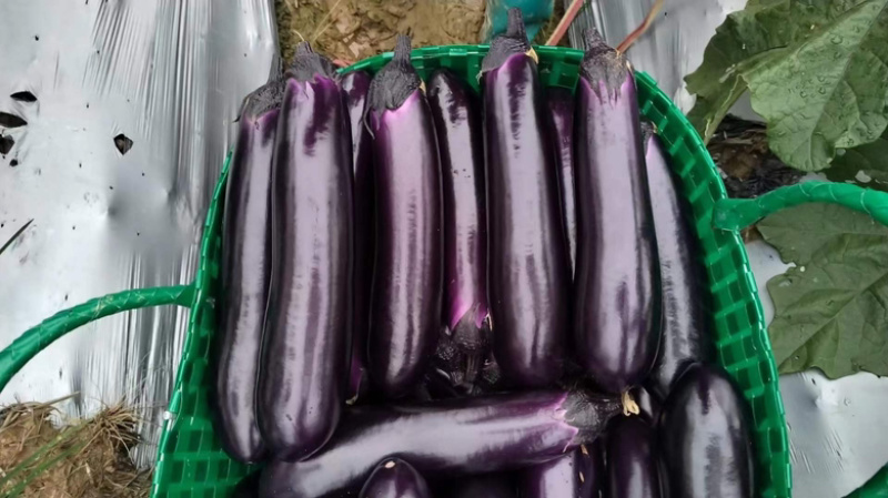 直生中茄、烧烤茄苗