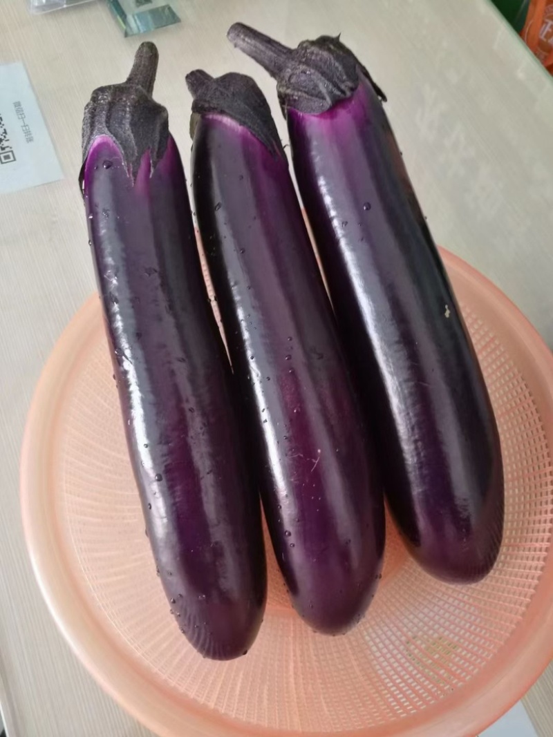 直生中茄、烧烤茄苗