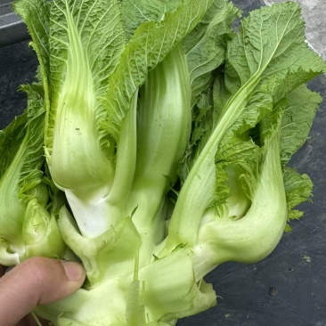 600亩儿菜，基地自销，无中间商，欢迎洽谈合作