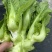 600亩儿菜，基地自销，无中间商，欢迎洽谈合作