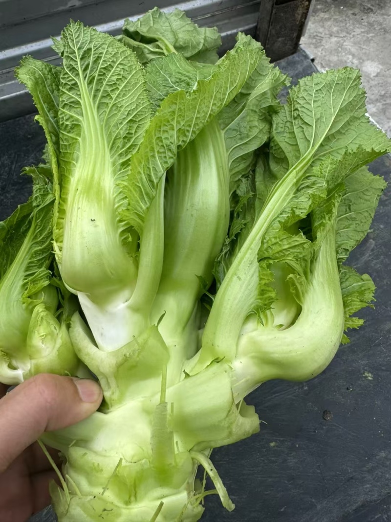 600亩儿菜，基地自销，无中间商，欢迎洽谈合作