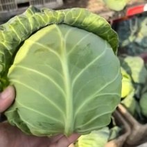 河北秦皇岛甘蓝产地，货源充足保质保量可代收代发全国