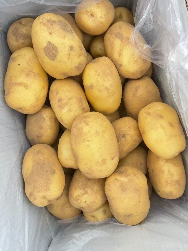 黄皮黄心土豆纯沙地，实验一，出口电商超市市场