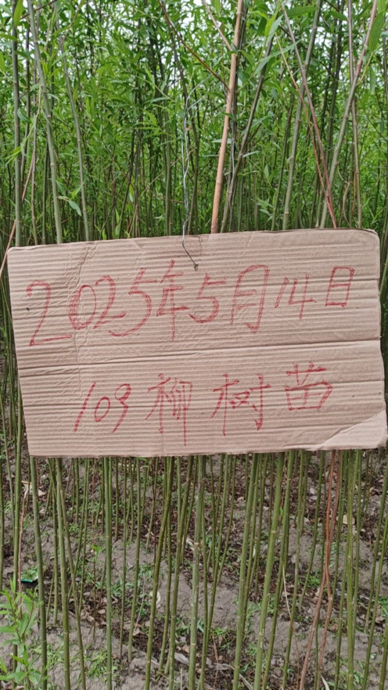 两根两杆垂爆109柳树苗低价出售