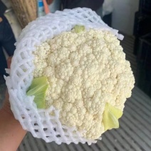 河北昌黎精品有机花菜，质量好货源充足，代收代发全国